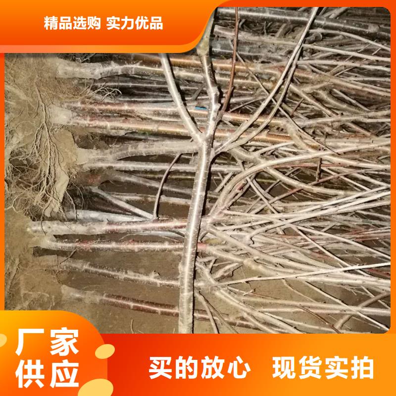 【樱桃蓝莓苗一周内发货】