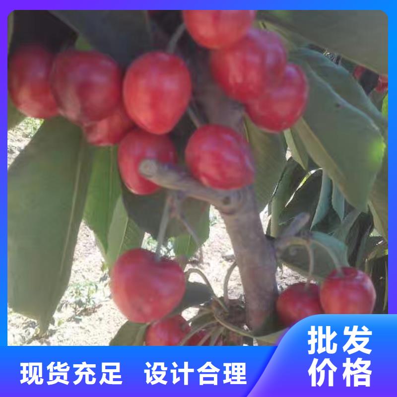樱桃-草莓苗实拍品质保障