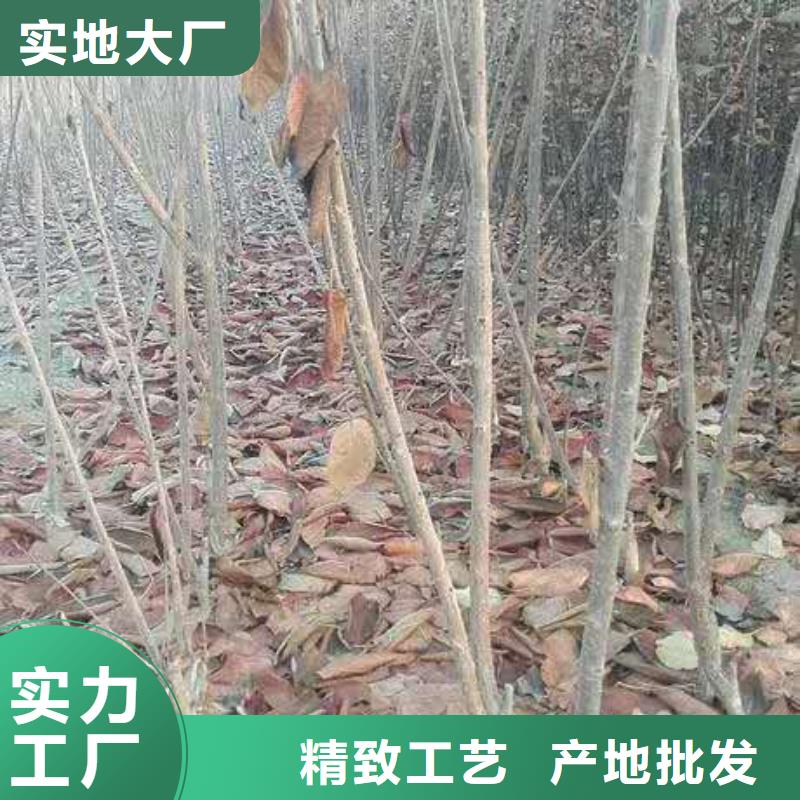 樱桃【李子苗】质检合格出厂