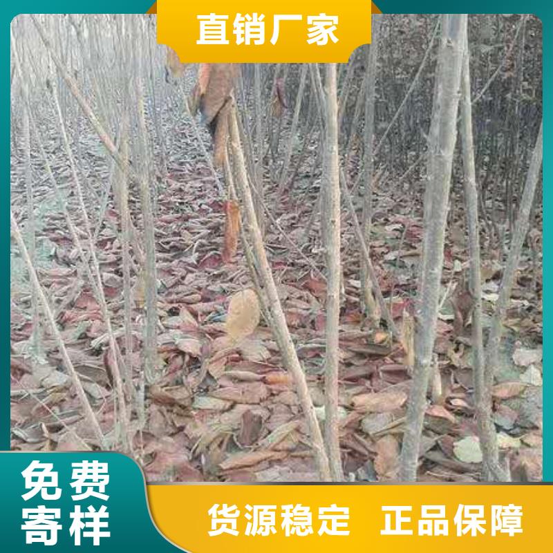 【樱桃】_石榴树产地源头好货|凉州|民勤|定西|金昌|甘南|平凉|临夏经销商
