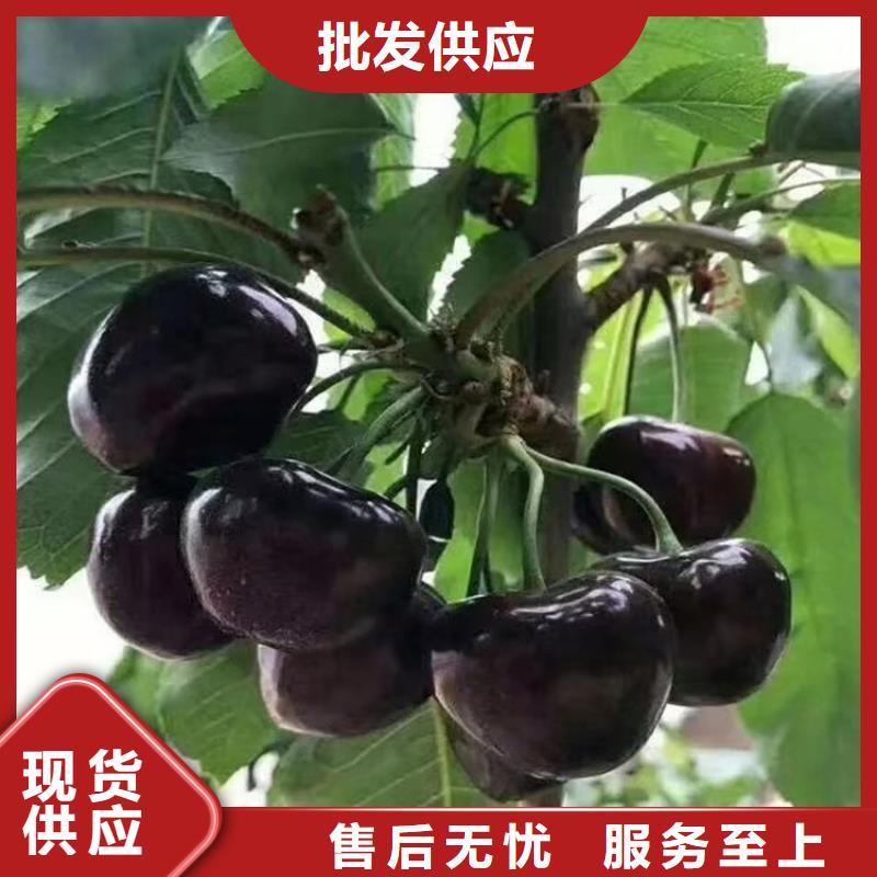 樱桃苹果苗支持定制贴心售后