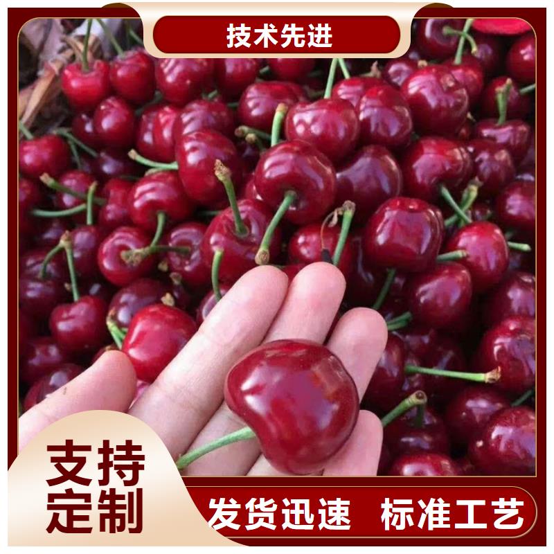 樱桃猕猴桃苗按需定制