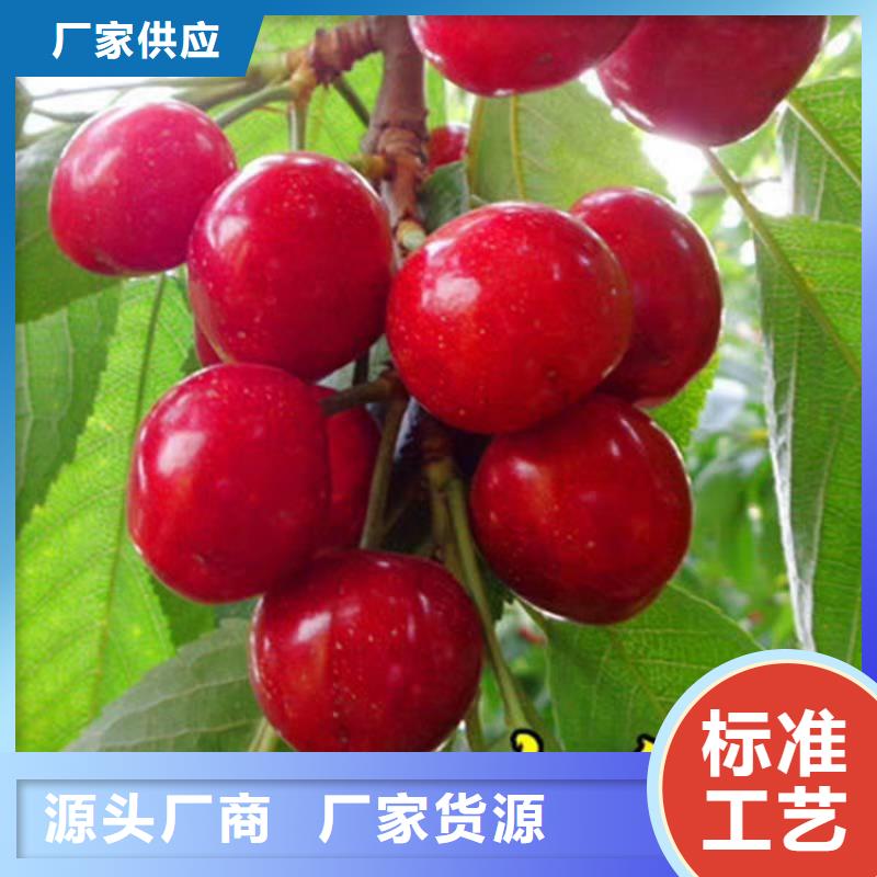 樱桃3公分石榴苗货真价实