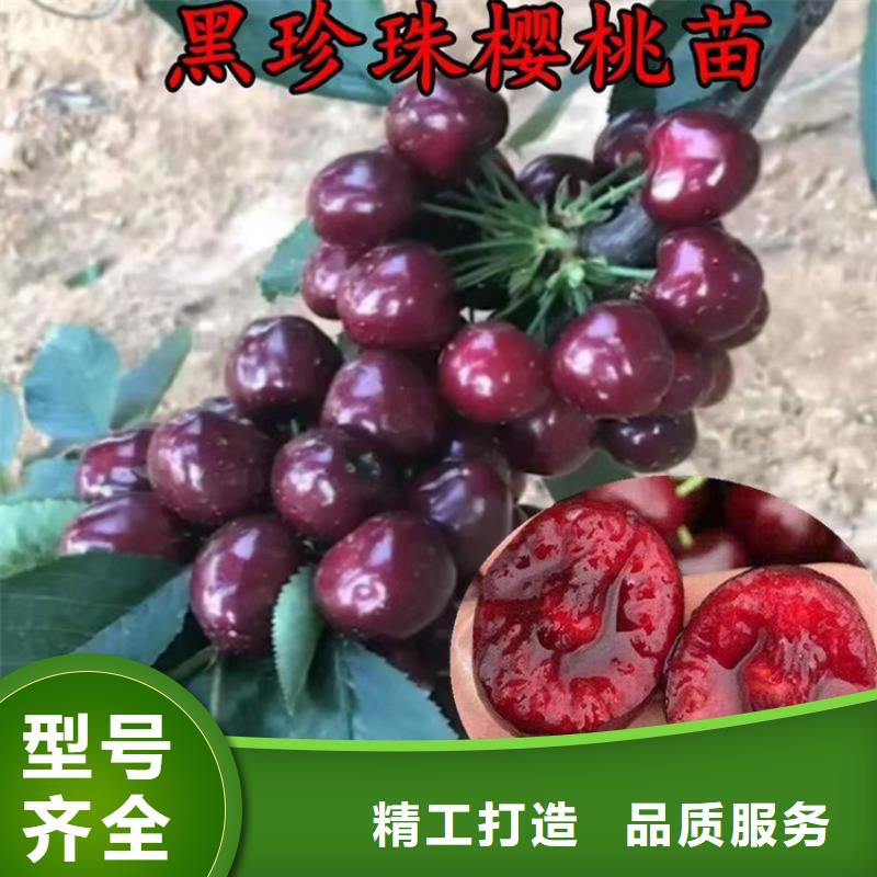 轩园梨树苗樱桃-【桃树苗】我们更专业39065.com