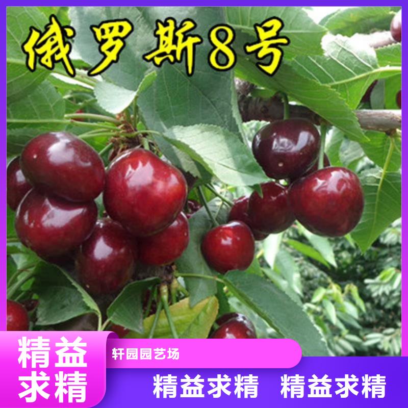 【樱桃】_石榴树产地源头好货|凉州|民勤|定西|金昌|甘南|平凉|临夏经销商