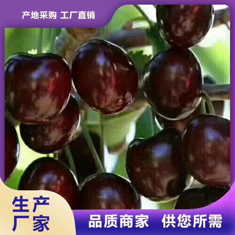 樱桃3公分石榴苗货真价实