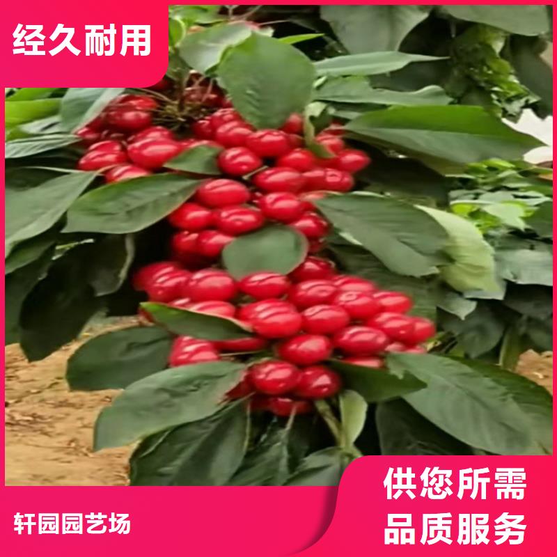 樱桃猕猴桃苗精工制作