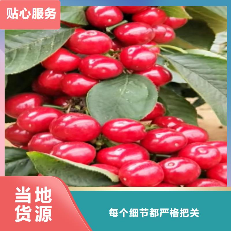 樱桃-草莓苗实拍品质保障