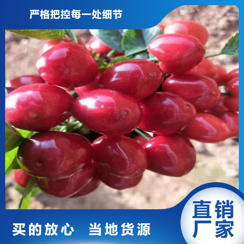 樱桃桃树苗现货直供