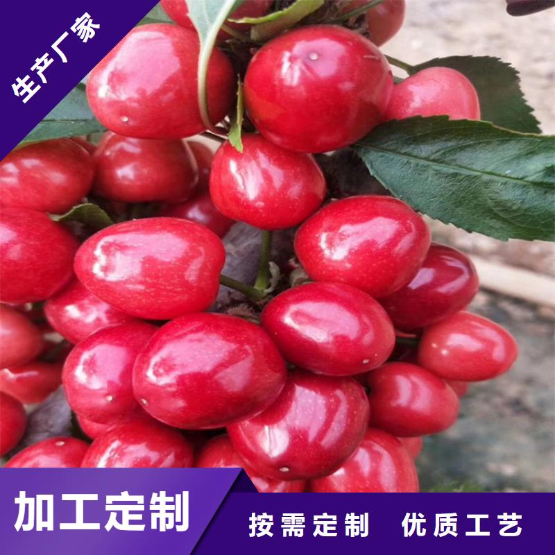 樱桃-草莓苗实拍品质保障