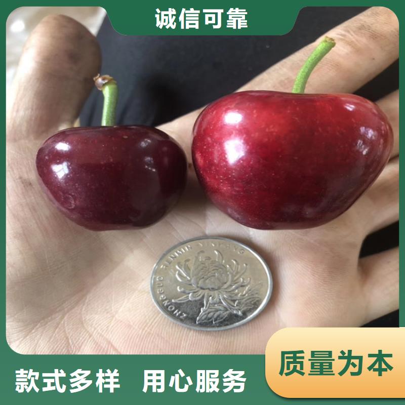樱桃嘎啦苹果免费寄样
