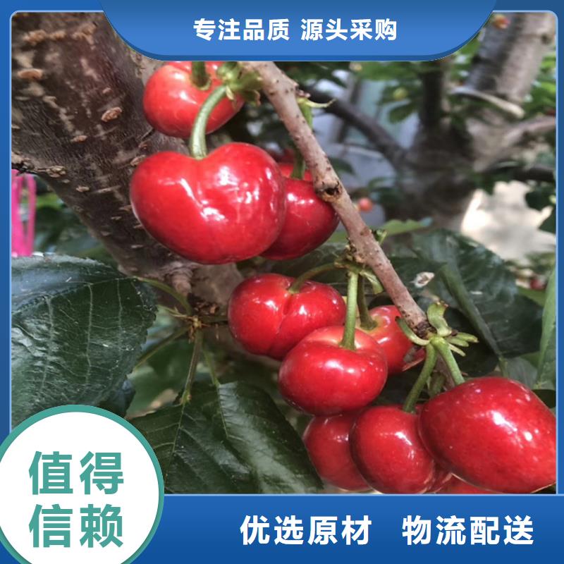 樱桃石榴树优良材质