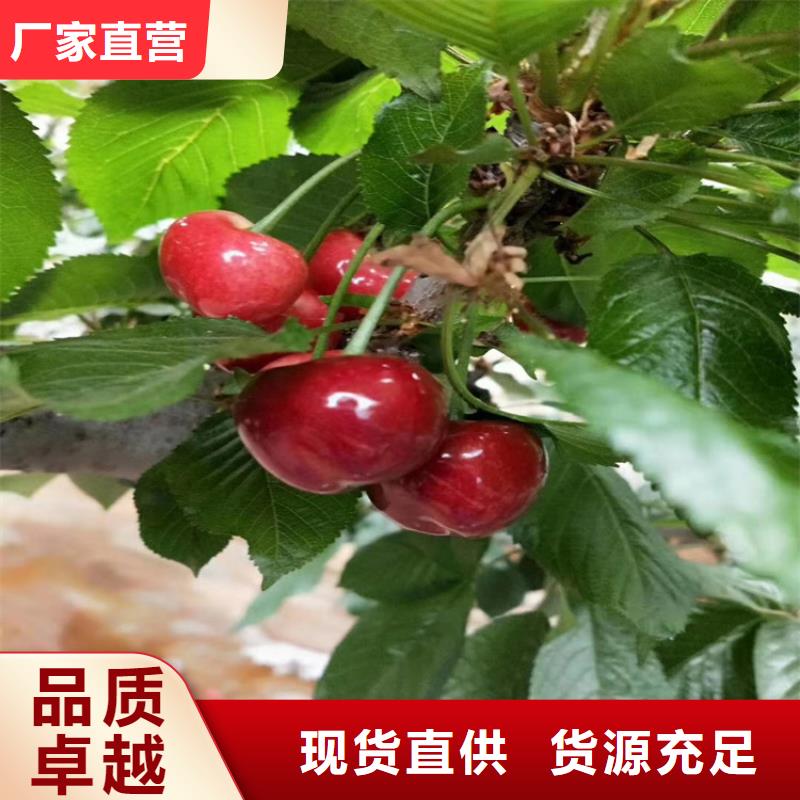 【樱桃】_石榴树产地源头好货|凉州|民勤|定西|金昌|甘南|平凉|临夏经销商