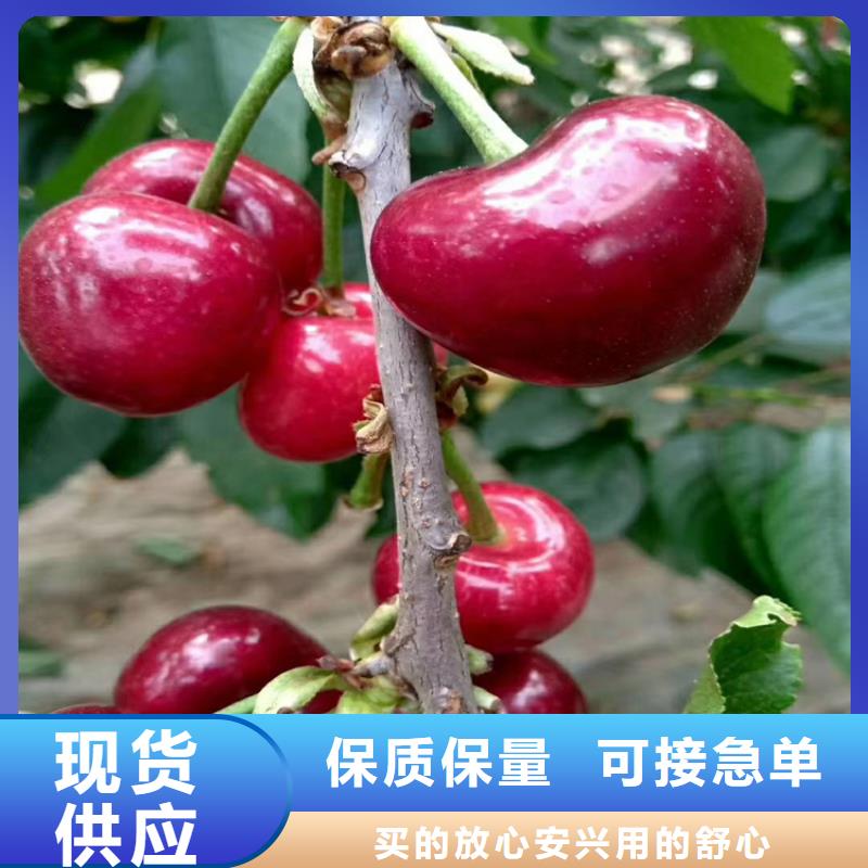 樱桃红石榴苗基地多年实力厂家