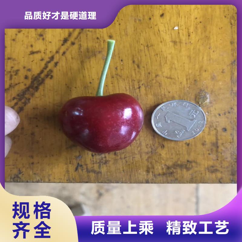 樱桃3公分石榴苗货真价实