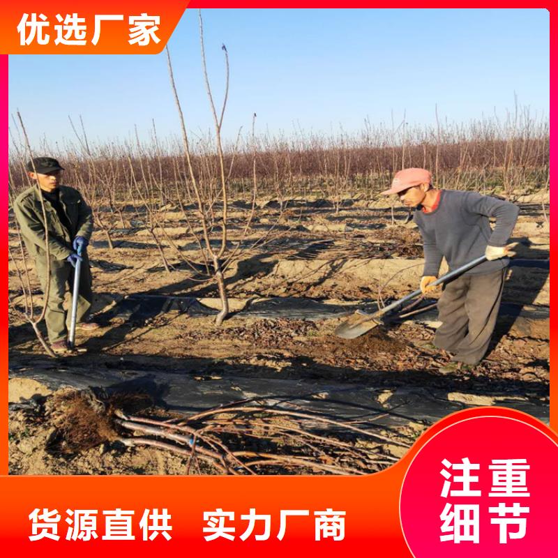 樱桃葡萄苗适用场景