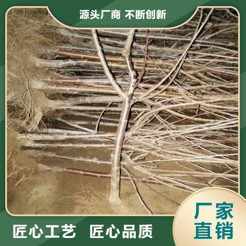樱桃红石榴苗基地多年实力厂家