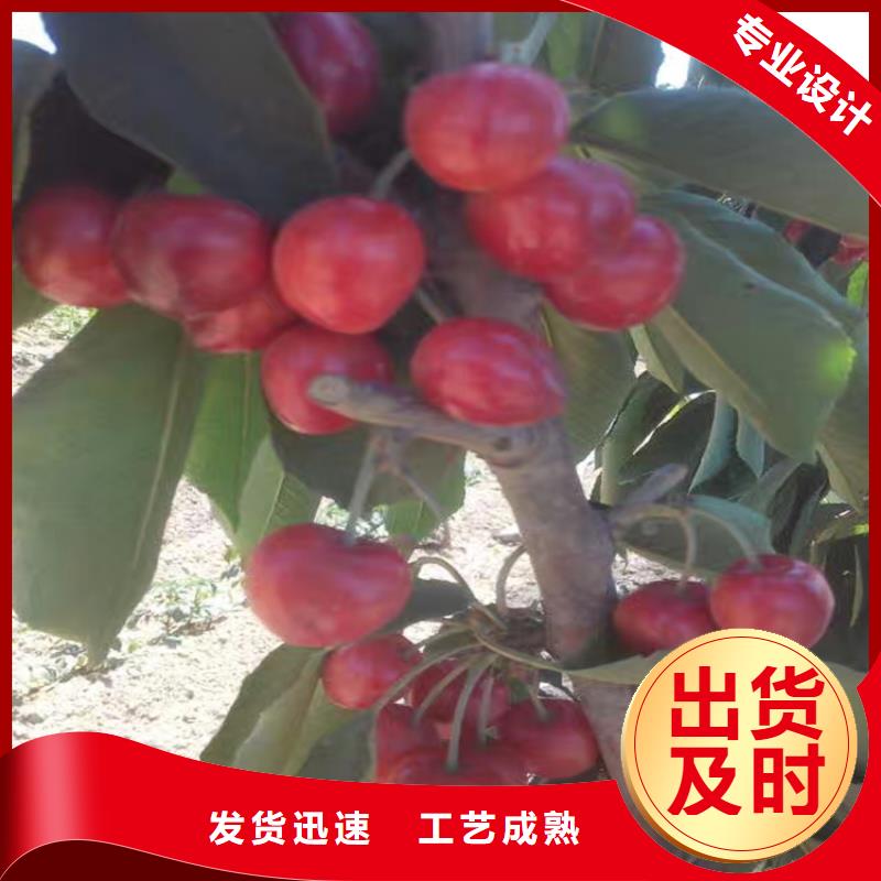 樱桃3公分石榴苗货真价实