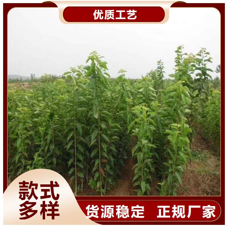 樱桃葡萄苗适用场景