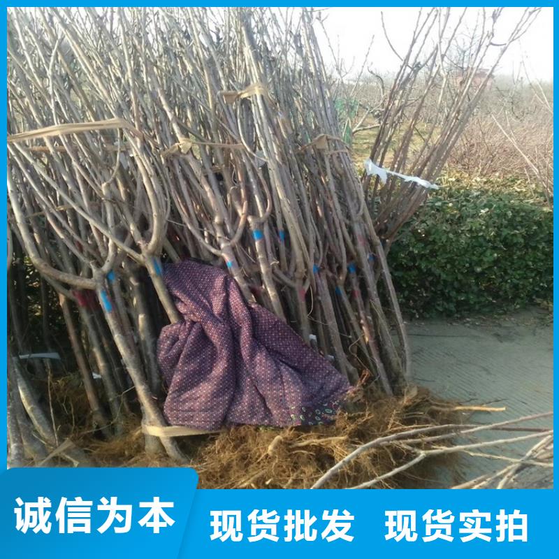 【樱桃】_石榴树产地源头好货|凉州|民勤|定西|金昌|甘南|平凉|临夏经销商