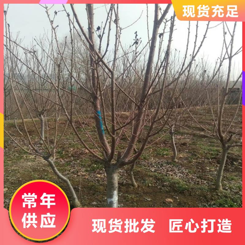 【樱桃】_石榴树产地源头好货|凉州|民勤|定西|金昌|甘南|平凉|临夏经销商