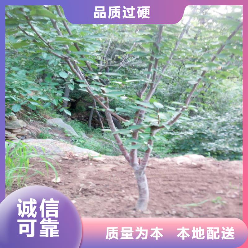 樱桃猕猴桃苗按需定制