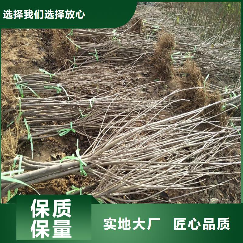 【 樱桃李树苗支持定制批发】