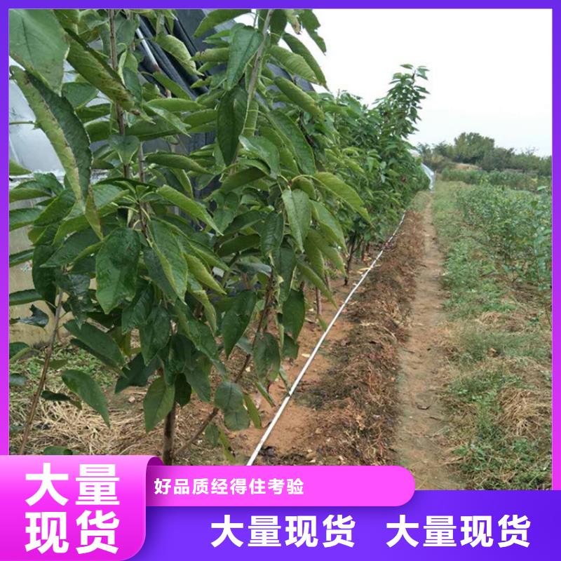 樱桃-草莓苗实拍品质保障