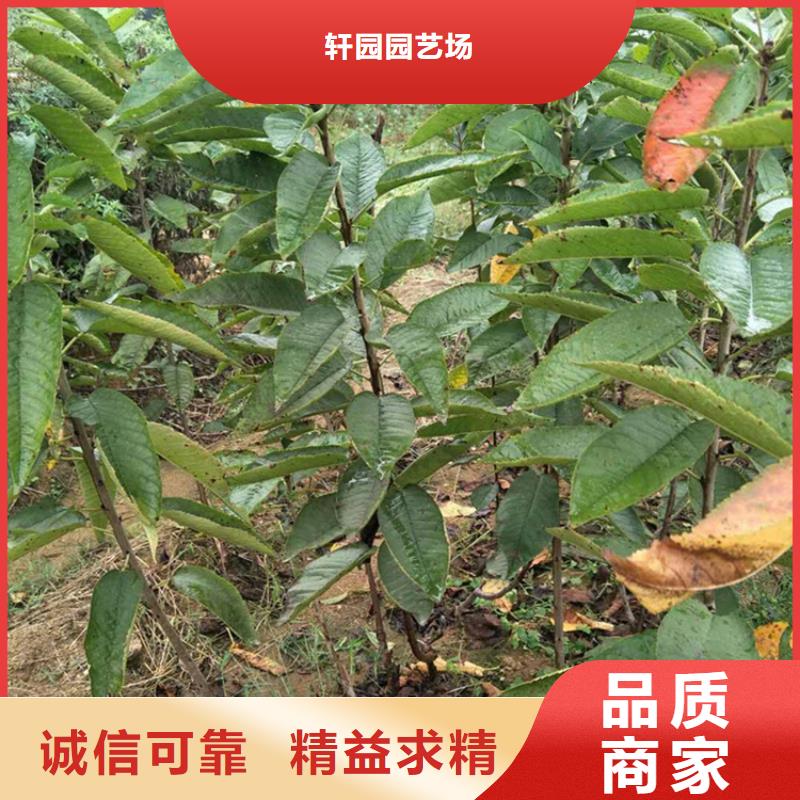 樱桃桃树苗好货直销