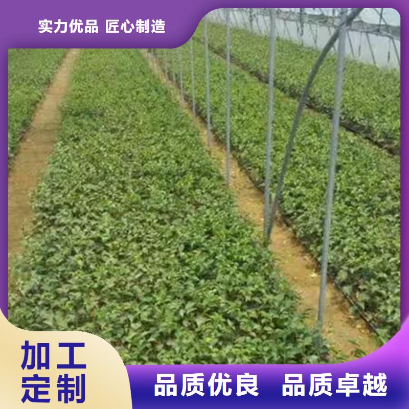 樱桃石榴苗实时报价