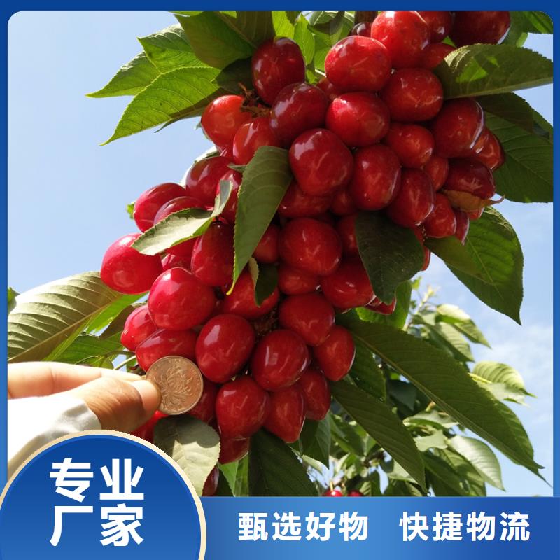 樱桃石榴树优良材质