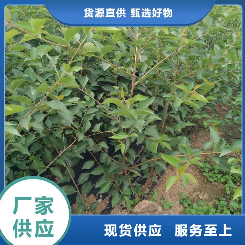 【 樱桃李树苗支持定制批发】