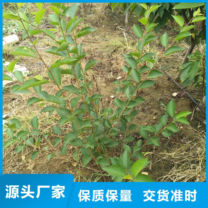 樱桃苹果苗支持定制贴心售后