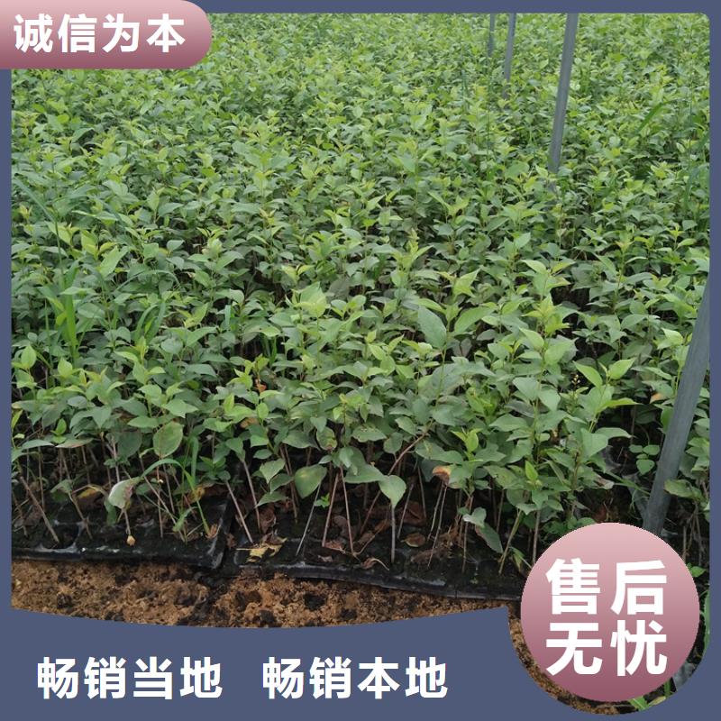 【樱桃】_石榴树产地源头好货|凉州|民勤|定西|金昌|甘南|平凉|临夏经销商