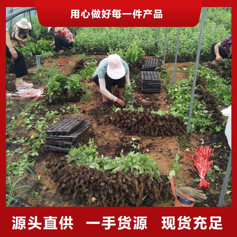 樱桃,李子苗货源稳定
