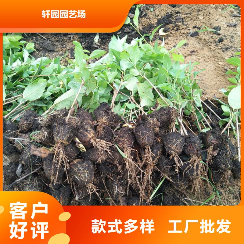 轩园梨树苗樱桃-【桃树苗】我们更专业39065.com