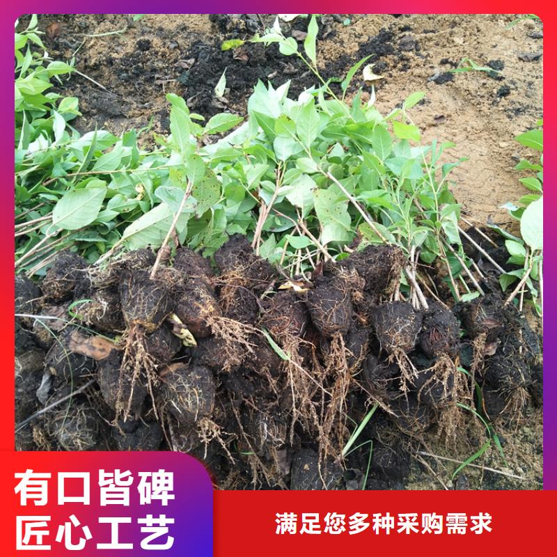 樱桃葡萄苗适用场景