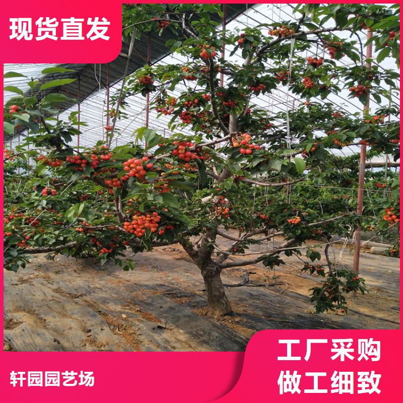 轩园梨树苗樱桃-【桃树苗】我们更专业39065.com