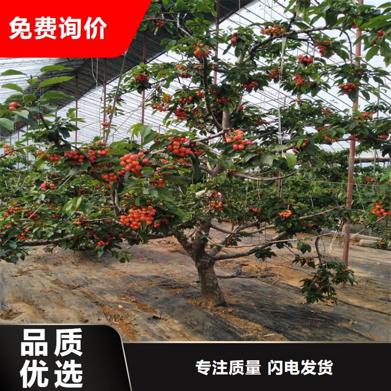 樱桃石榴树优良材质