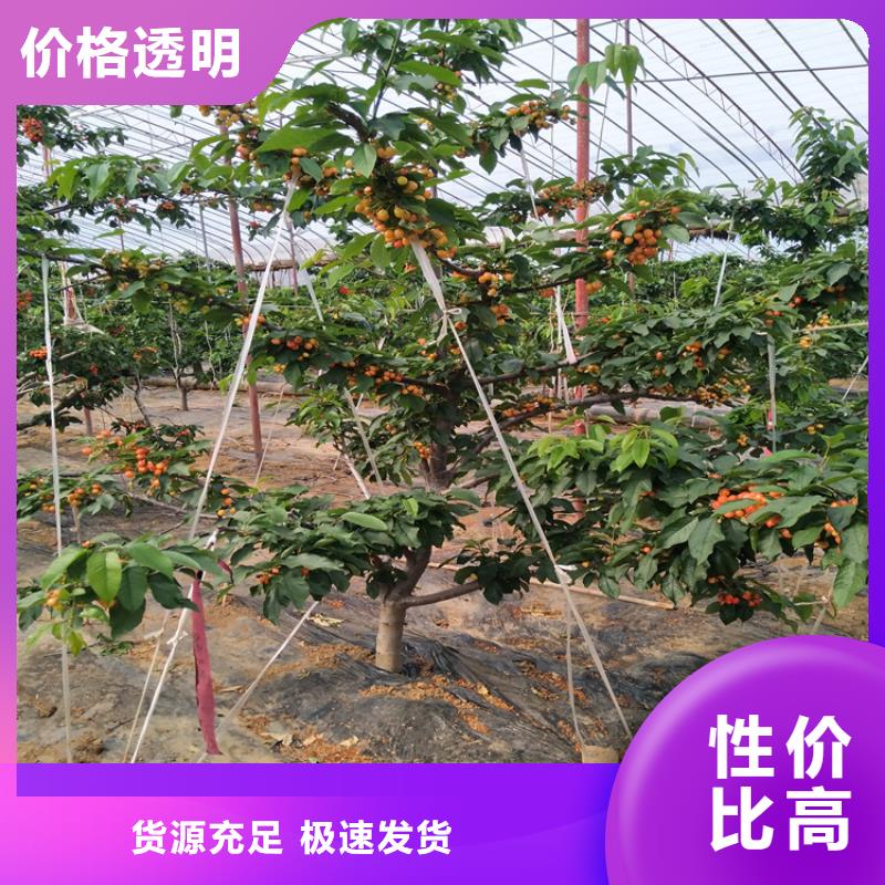 樱桃嘎啦苹果免费寄样