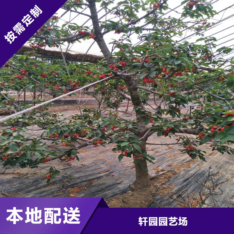 樱桃3公分石榴苗货真价实