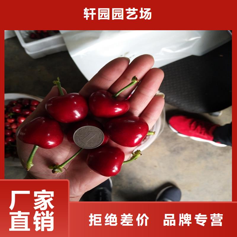 樱桃-草莓苗实拍品质保障