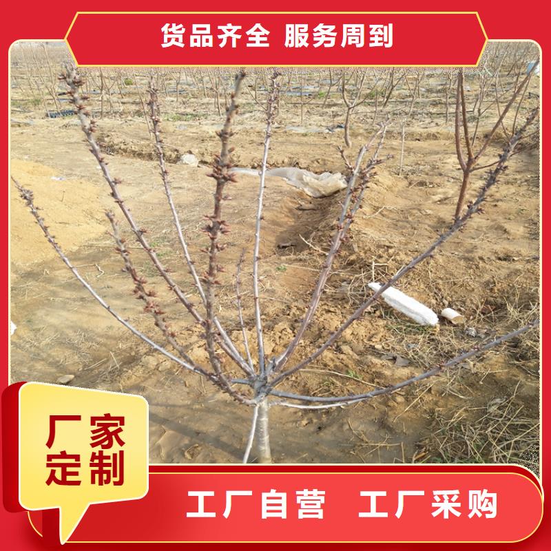 樱桃3公分石榴苗货真价实
