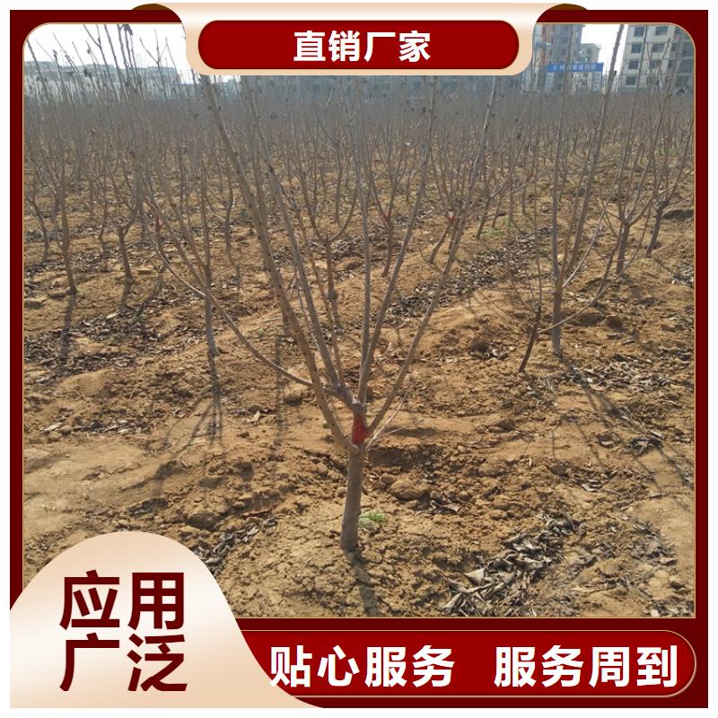 樱桃猕猴桃苗按需定制