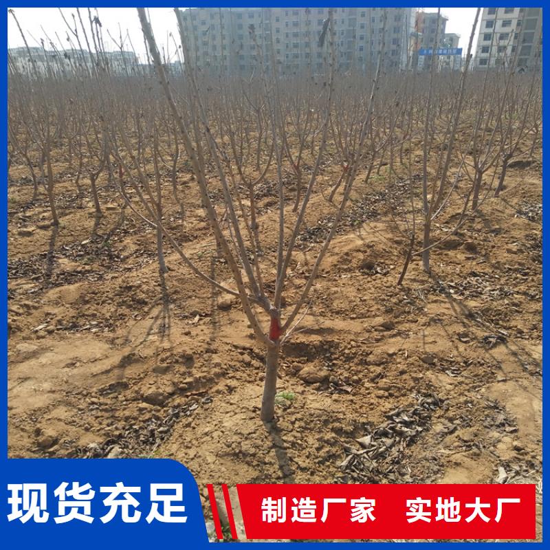 樱桃苹果苗支持定制贴心售后