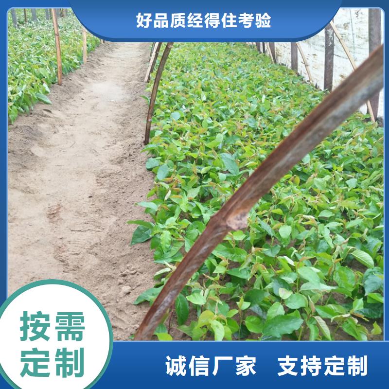 樱桃桃树苗好货直销