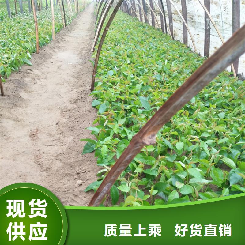 樱桃3公分石榴苗货真价实