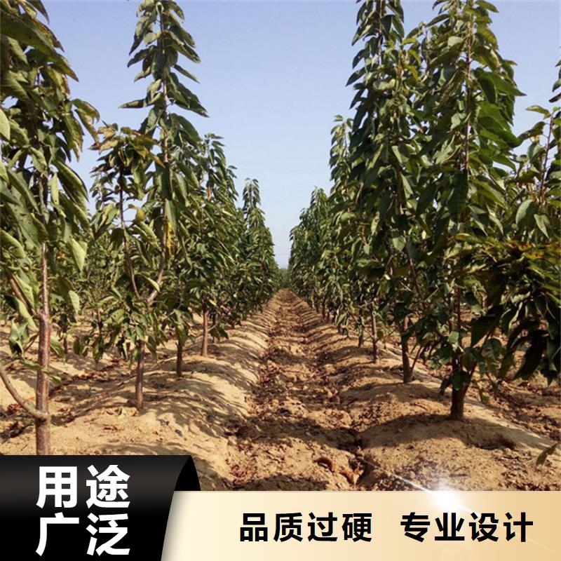 樱桃红石榴苗基地多年实力厂家