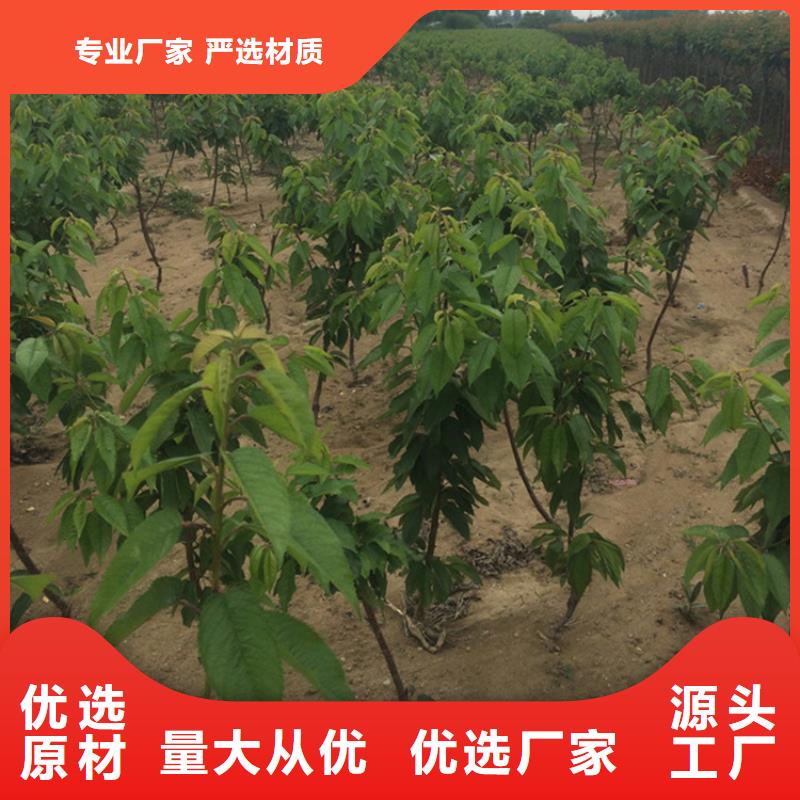 【樱桃】_石榴树产地源头好货|凉州|民勤|定西|金昌|甘南|平凉|临夏经销商