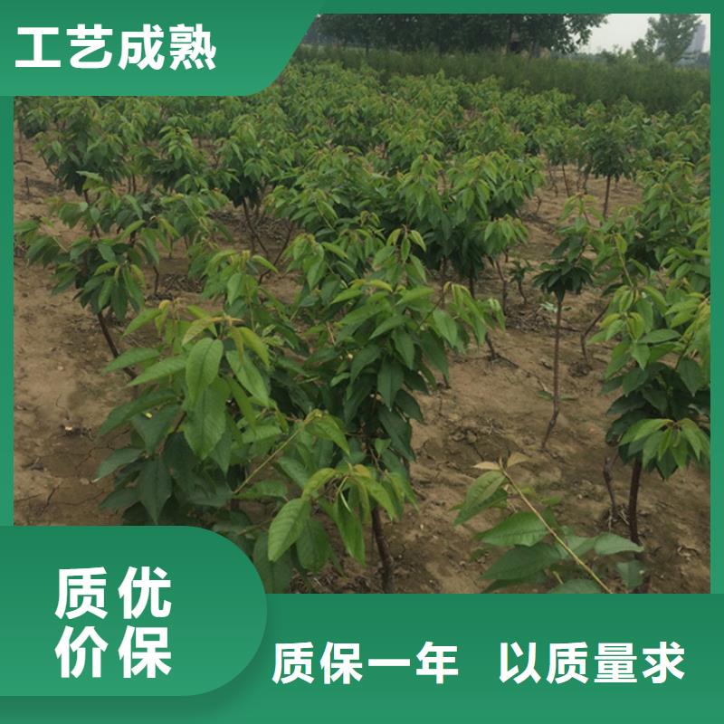 樱桃桃树苗现货直供